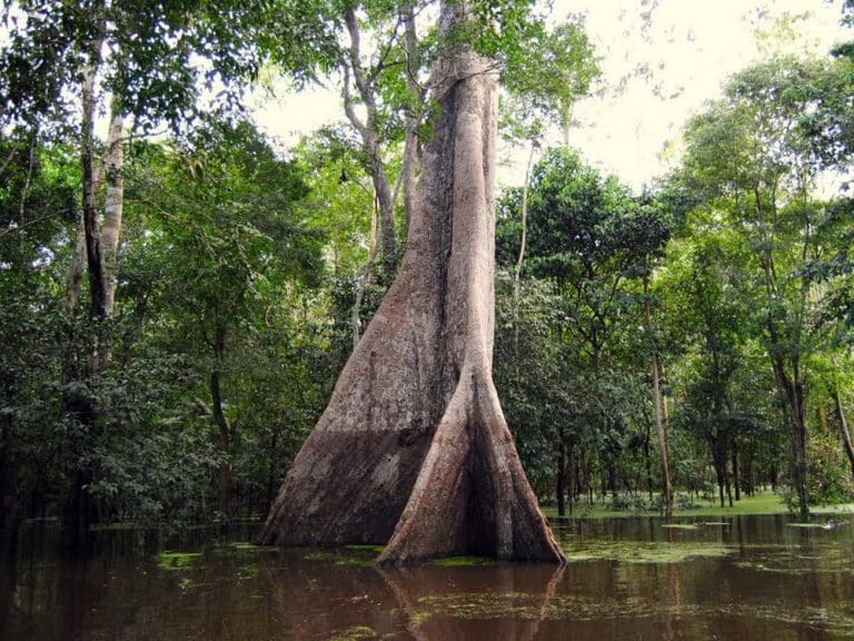 Samauma - giant tree