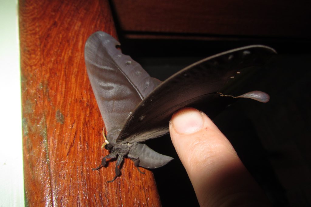 incredible amazon insect