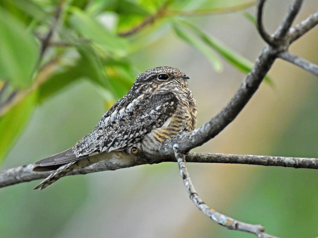 Nightjar in the Amazon