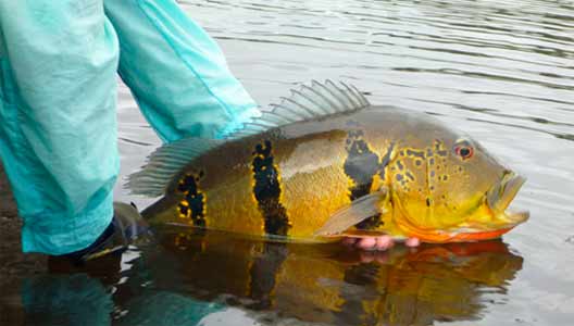 sport fishing in the amazon