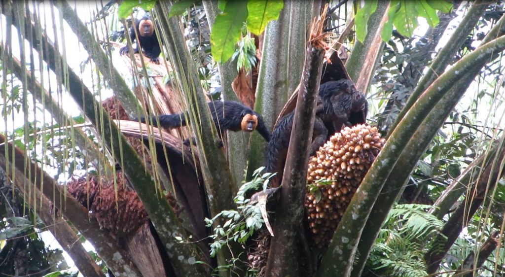 amazon wildlife White-faced Saki Monkey  family